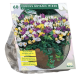 Gemengde Botanische Crocussen per 60