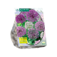 Gemengde Alliums per 15