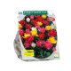 Dubbelbloemige Tulpen per 20