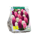 Geurende Hyacinthen Roze per 9