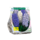 Geurende Hyacinthen Blauw per 9